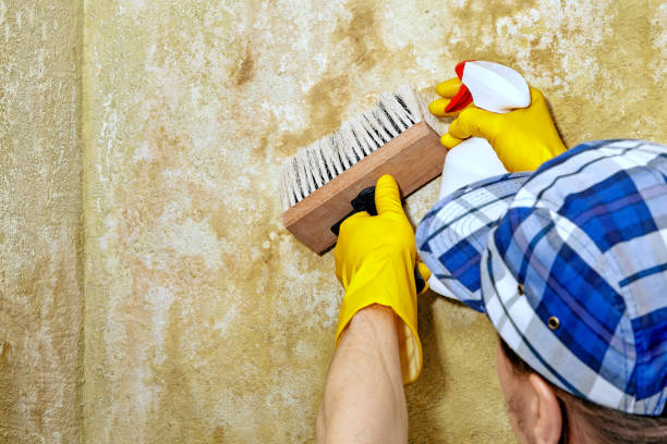 Best Basement Mold Removal  in Vicksburg, MS